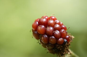 Close-up of unripe blackberry, still ripening blackberry in red color, a berry slowly turning black, fruit rubus fruticosus