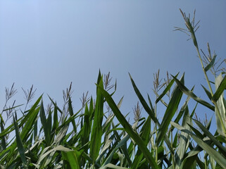 Maize zea mays corn plant field agriculture farming