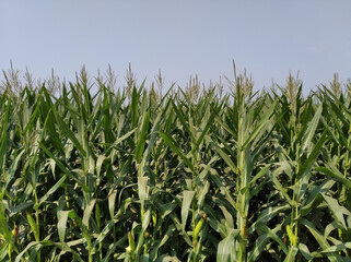 Zea mays plant corn crops cultivate field agriculture farm land