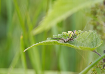 Spider between green leaves, spider from the side, spider webs around a plant, lurking eight-legged spider, leaves covered with spider webs, Araneae