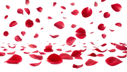 Flying red rose flower petals isolated on transparent background. Png