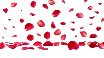 Flying red rose flower petals isolated on transparent background. Png