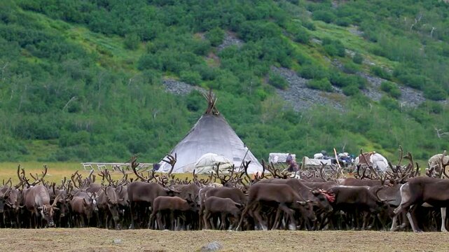 Large herd of reindeers in summer day, Yamal, Russia