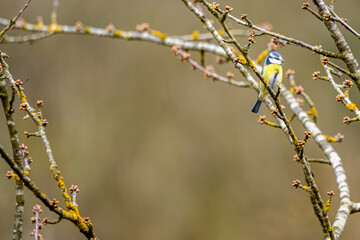 Blue Tit Among Spring’s First Buds