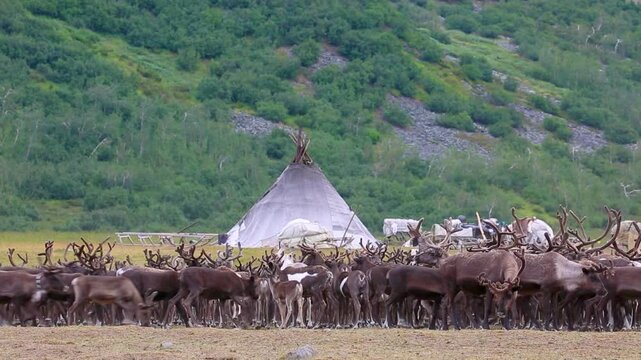 Large herd of reindeers in summer day, Yamal, Russia