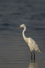 Western reef heron white morphed at mameer coast, Bahrain