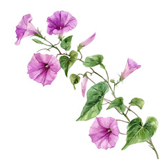 watercolor vector of Ipomoea Branch, isolated on a white background.