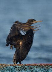 Socotra cormorant flapping its wings perched on fishing net  at Busaiteen coast, Bahrain
