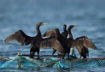 Socotra cormorants perched on fishing net at Busaiteen coast, Bahrain