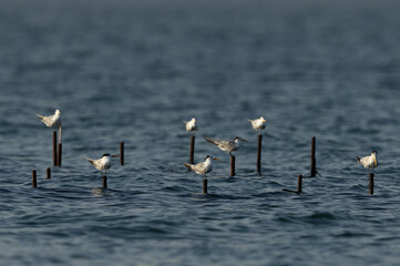 Lesser Crested Terns perched on fishing net at Busaiteen coast, Bahrain