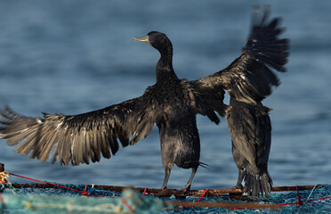 Socotra cormorant balancing on fishing net at Busaiteen coast, Bahrain