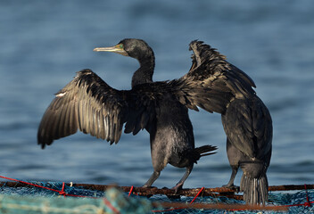 Socotra cormorants perched on fishing net  at Busaiteen coast, Bahrain