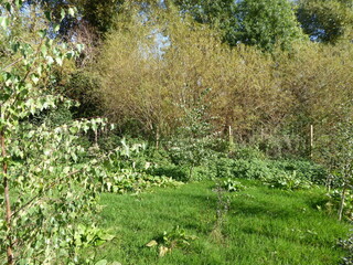 Wild plants in the summertime