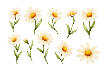 Fototapeta premium yellow flowers isolated on white