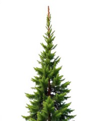 Tall spruce tree, isolated on white background, photo, coniferous, tall