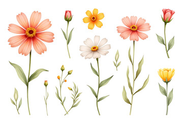 Fototapeta premium set of flowers