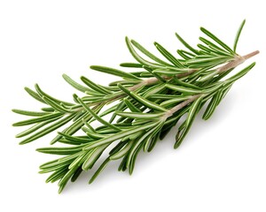 Fresh Rosemary Sprig Close-Up
