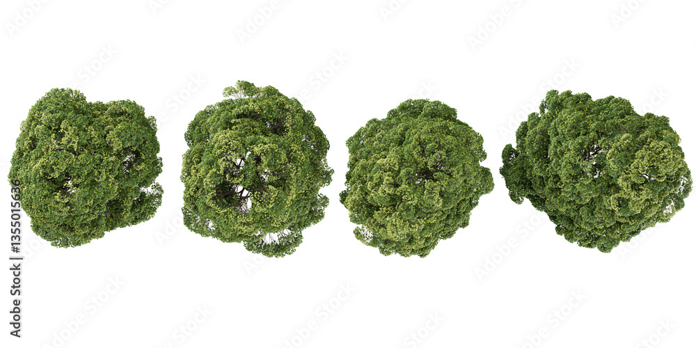Poster 3d illustration of aesculus trees on transparent background from the top view