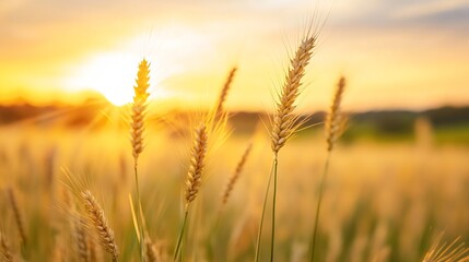Golden wheat field under a vibrant sunset creating a tranquil rural landscape : Generative AI