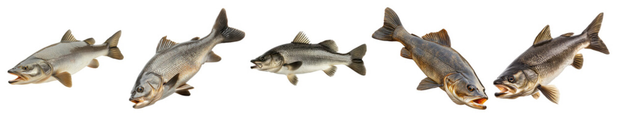 Fototapeta premium Various Species of Freshwater Fish on a White Background, PNG bundle collection, Isolated on Transparent Background