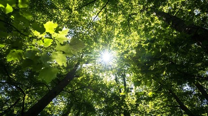 Sunlight Shining Through Lush Green Leaves in a Dense Forest Canopy : Generative AI
