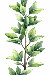 Lush Green Branch, Detailed Leaves, White Background