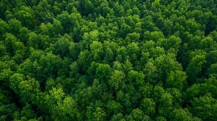Naklejka premium Aerial view of a lush green forest canopy showcasing the diversity of nature and healthy ecosystems : Generative AI