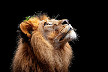 Majestic lion looking up, dark background
