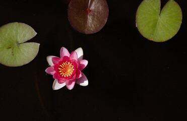 Pink water lilies and green leaves in a lake