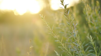 Delicate green plant swaying gently in the golden light of sunset capturing the essence of nature's tranquility : Generative AI