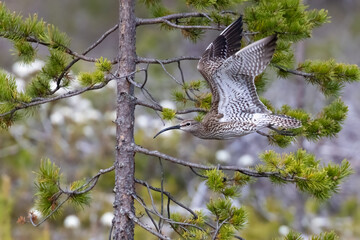 Whimbrel