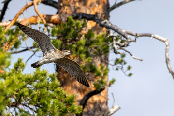 Whimbrel