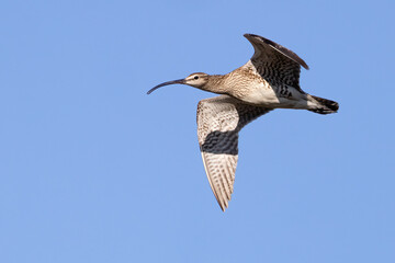 Whimbrel