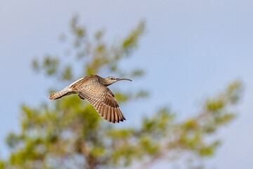 Whimbrel
