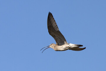 Whimbrel