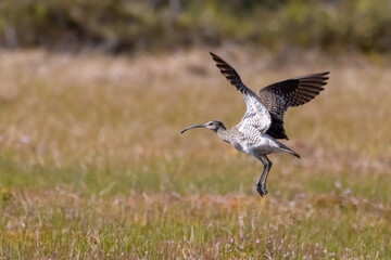 Whimbrel