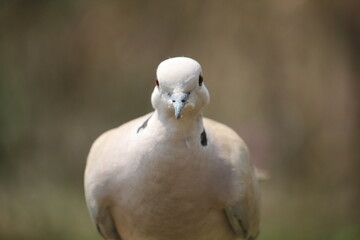 white and grey Spotted dove