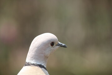 Spotted WHITE dove