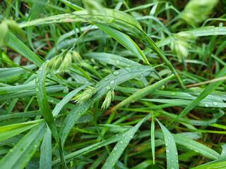 Raindrops on a summer day, background of water drops on a blade of grass after the rain.