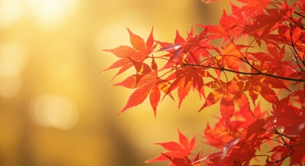 Fototapeta premium Vibrant red maple leaves catch the warm light of autumn, creating a stunning contrast against a soft, blurred golden background. This captures the essence of fall's beauty and tranquility.
