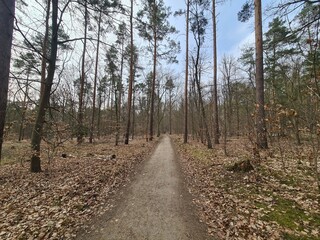 Nature Path at the Wannsee Area in Berlin Steglitz - Zehlendorf