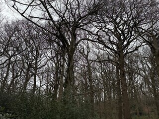 trees and gloomy sky
