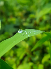 Delicate drop of water on green leaf
