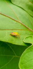 Insect on leaf