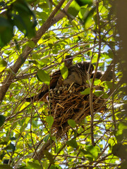 Three birds in the nest