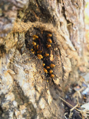 Bees on a tree trunk