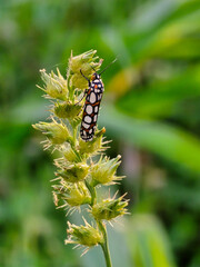 Colorful moth perched on a plant