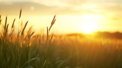 Fototapeta premium Wheat field bathed in warm golden sunlight during a breathtaking sunset : Generative AI