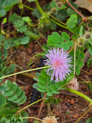 Pink touch-me-not flower