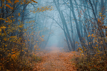 Mysterious pathway. Footpath in the dark, foggy, autumnal, misty forest with high trees. Arch through an autumn forest with yellow leaves.